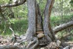 PICTURES/Red Rock Crossing - Crescent Moon Picnic Area/t_Cairn in Tree1.JPG